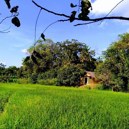 فيلا Raintree دامبولا المظهر الخارجي الصورة