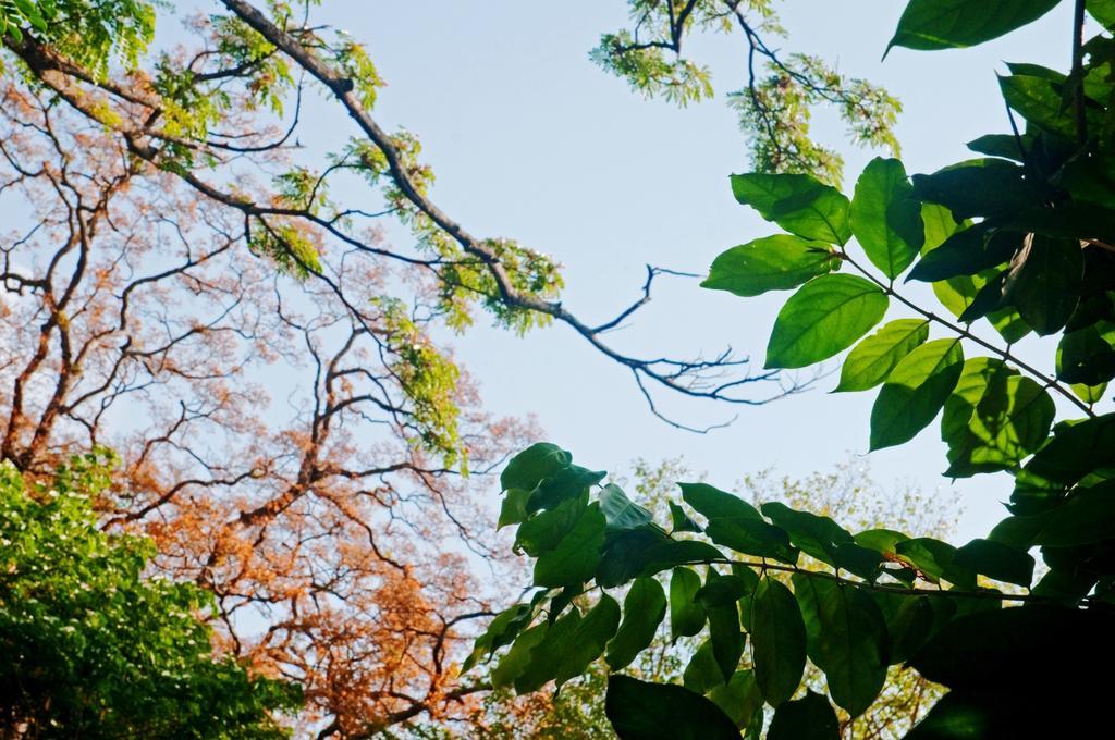 فيلا Raintree دامبولا المظهر الخارجي الصورة